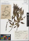 Foto von Salix fragilis L.